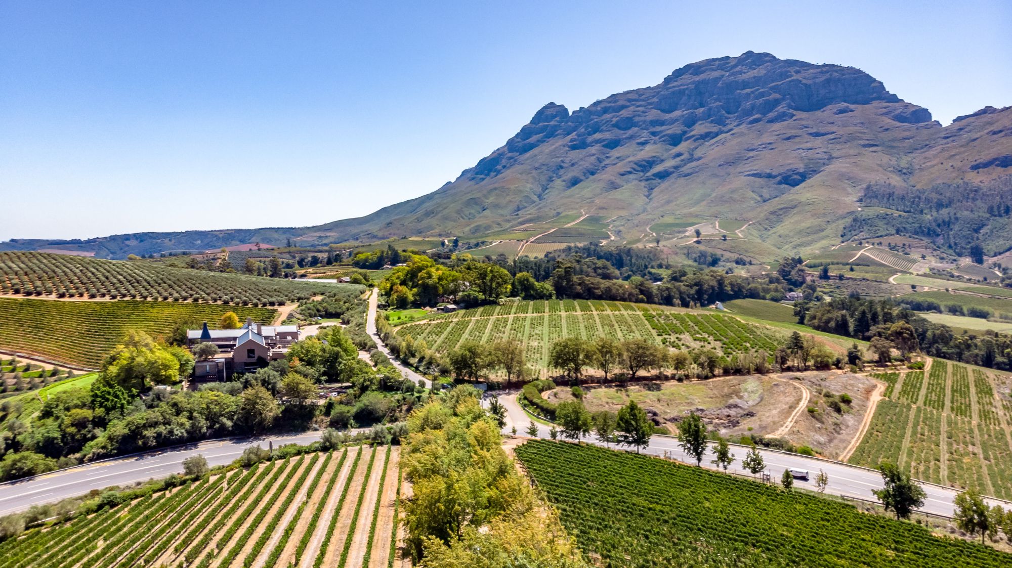 Vineyards in the Cape Winelands below a mountain